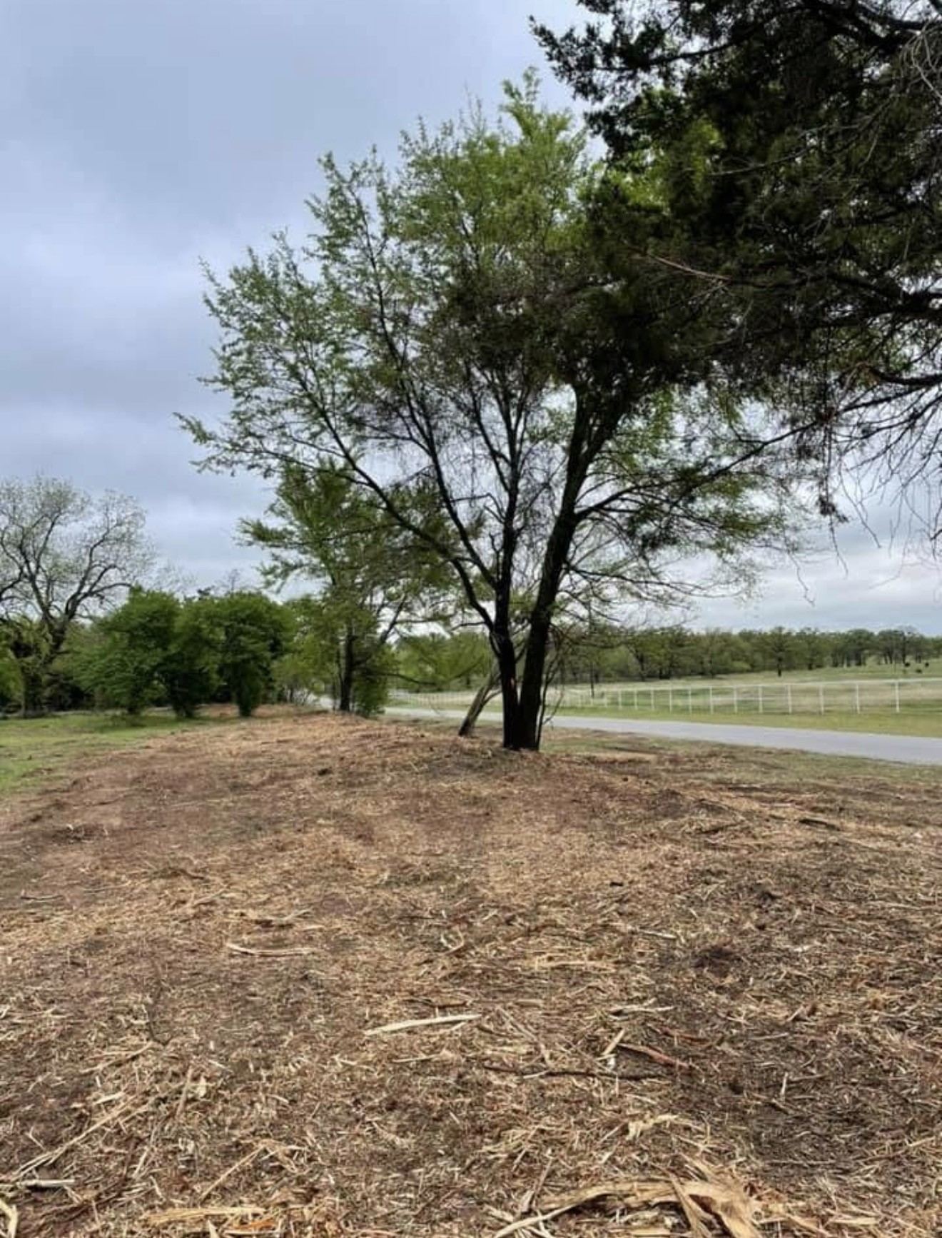 Ground cleared and mulched around a single tree beside a paved road