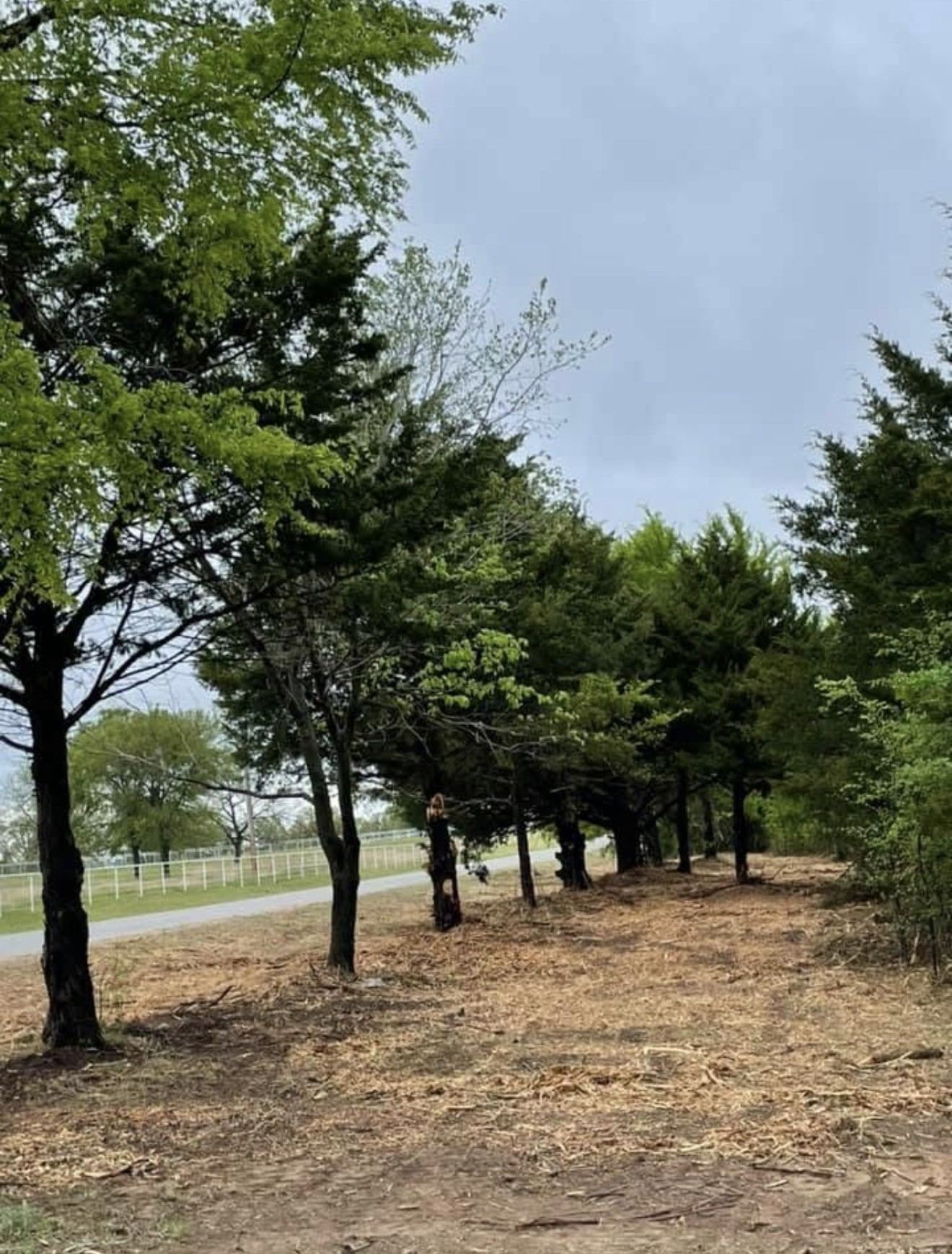 Brush cleared out from under a row of cedar trees beside a road